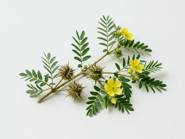 Tribulus Terrestris — ingrediente de Testorex